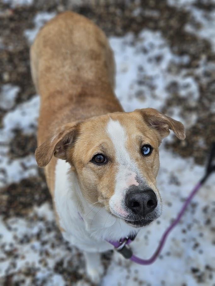 Enlarge Anya, an adopted mixed breed in Winona, MN image 5/6