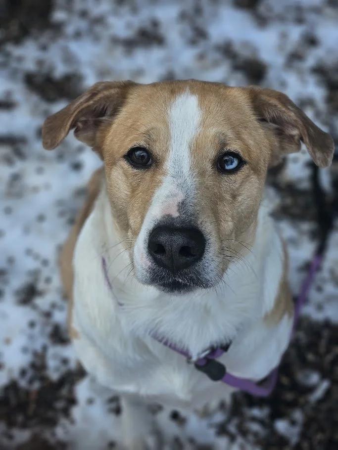 Enlarge Anya, an adopted mixed breed in Winona, MN image 1/6