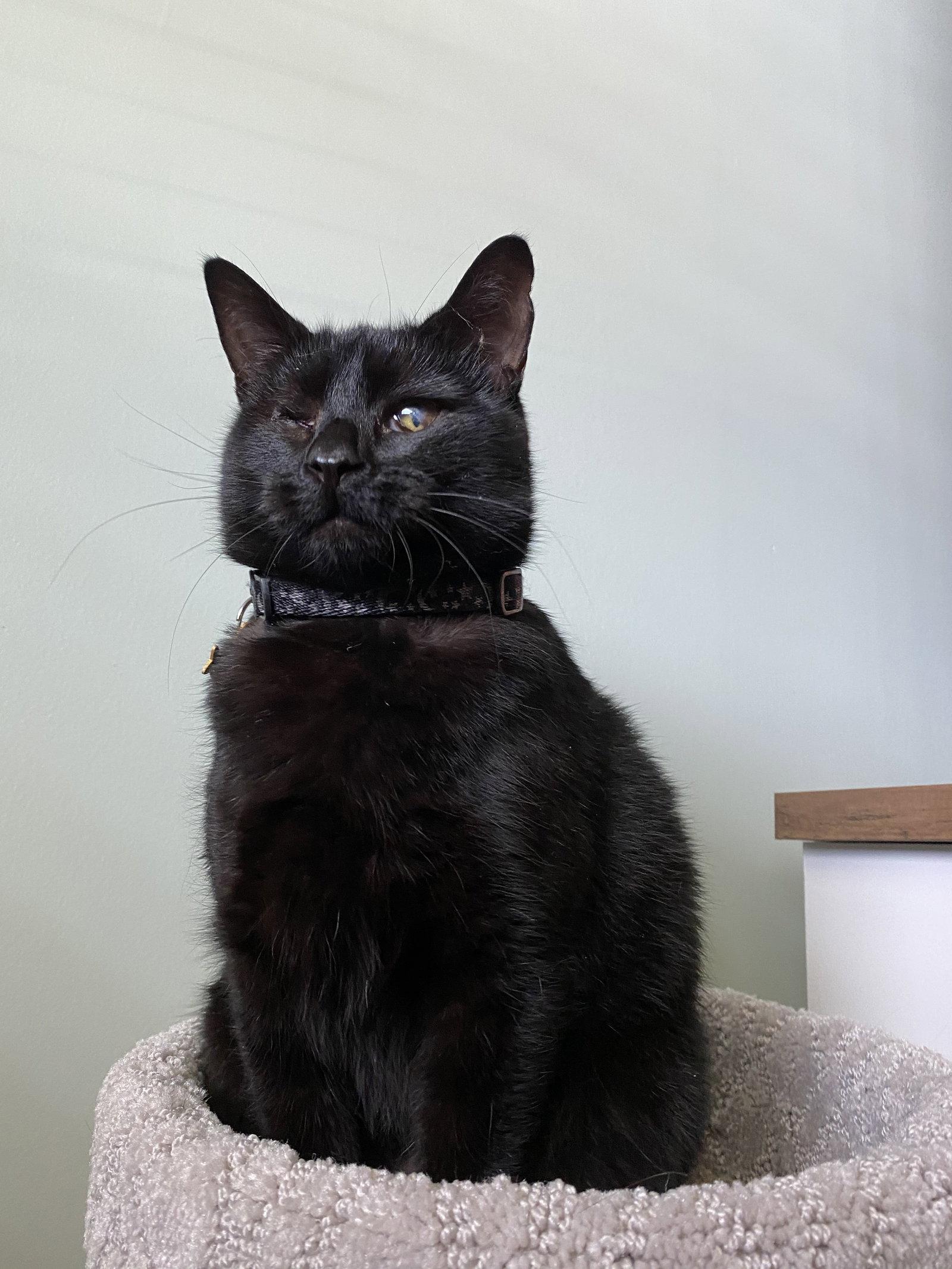 Lucy, Adoptable, Adult Female Domestic Short Hair.