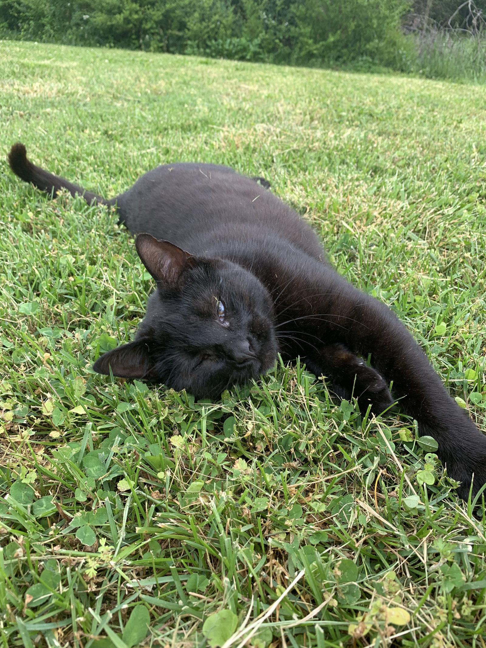 Enlarge Lucy, a Adoptable Domestic Short Hair in Naples, FL image 2/2