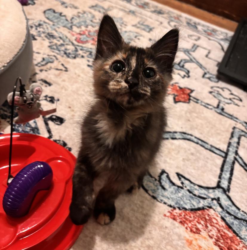 Enlarge Josephine, a ADOPTABLE Domestic Medium Hair in Buffalo, NY image 1/4