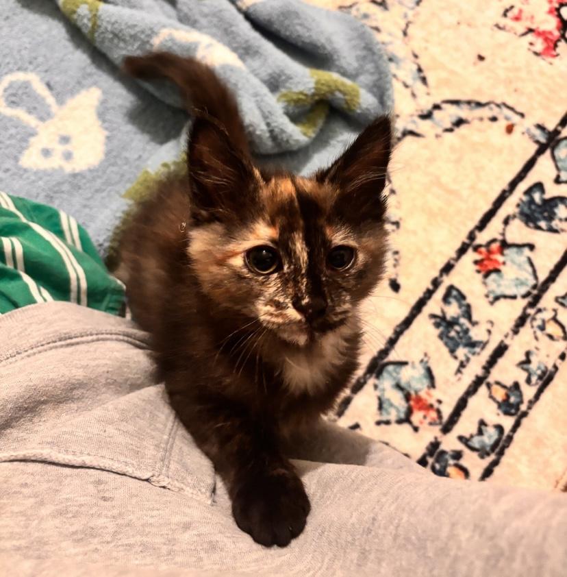 Enlarge Josephine, a ADOPTABLE Domestic Medium Hair in Buffalo, NY image 2/4