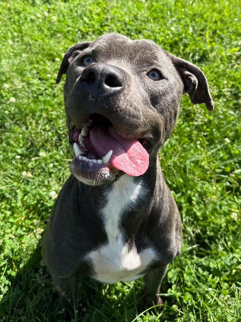Hamilton, Adoptable, Young Male Pit Bull Terrier.