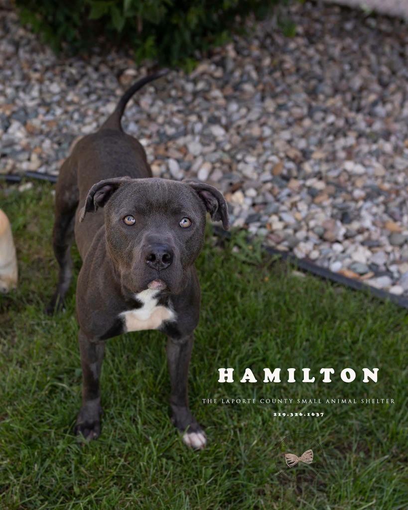 Enlarge Hamilton, a Adoptable Pit Bull Terrier in La Porte, IN image 2/2