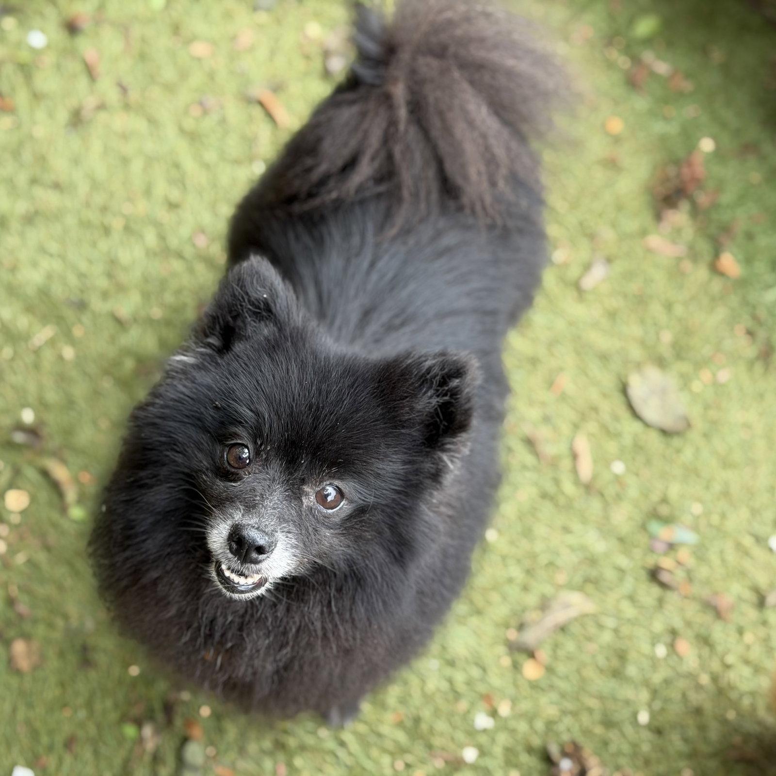 Judge Judy, a Adoptable Pomeranian in Garland, TX image 1/3