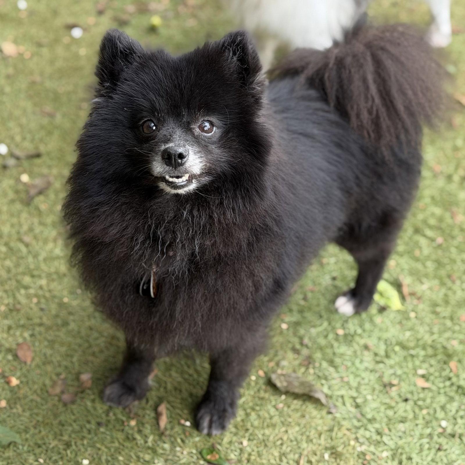 Judge Judy, a Adoptable Pomeranian in Garland, TX image 2/3