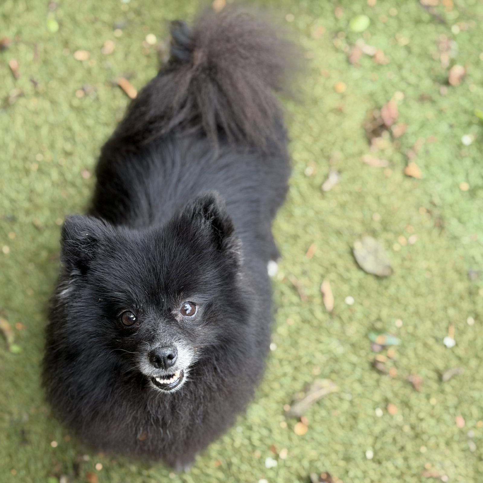 Judge Judy, a Adoptable Pomeranian in Garland, TX image 3/3