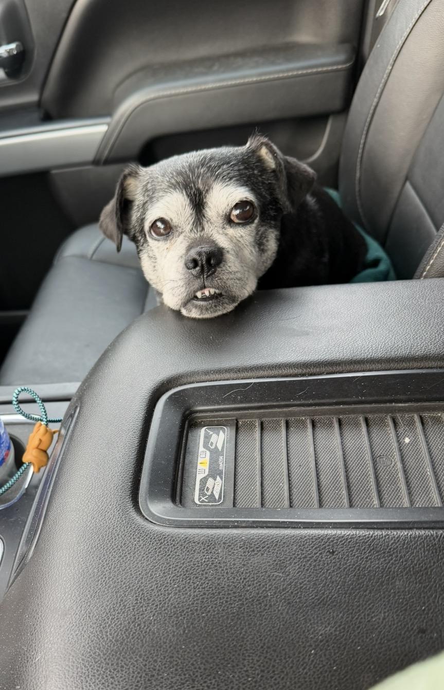 Enlarge Sadie, a Adopted mixed breed in East Lansing, MI image 2/5