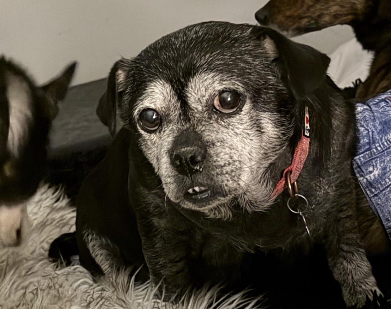 Enlarge Sadie, a Adopted mixed breed in East Lansing, MI image 4/5