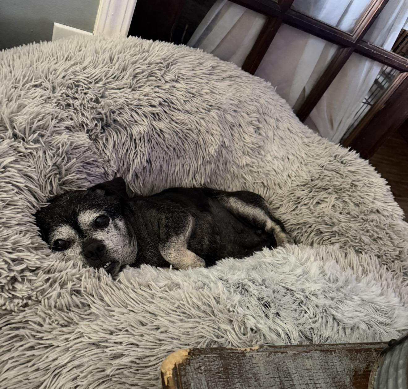 Sadie, Adopted, Senior Female Pug.