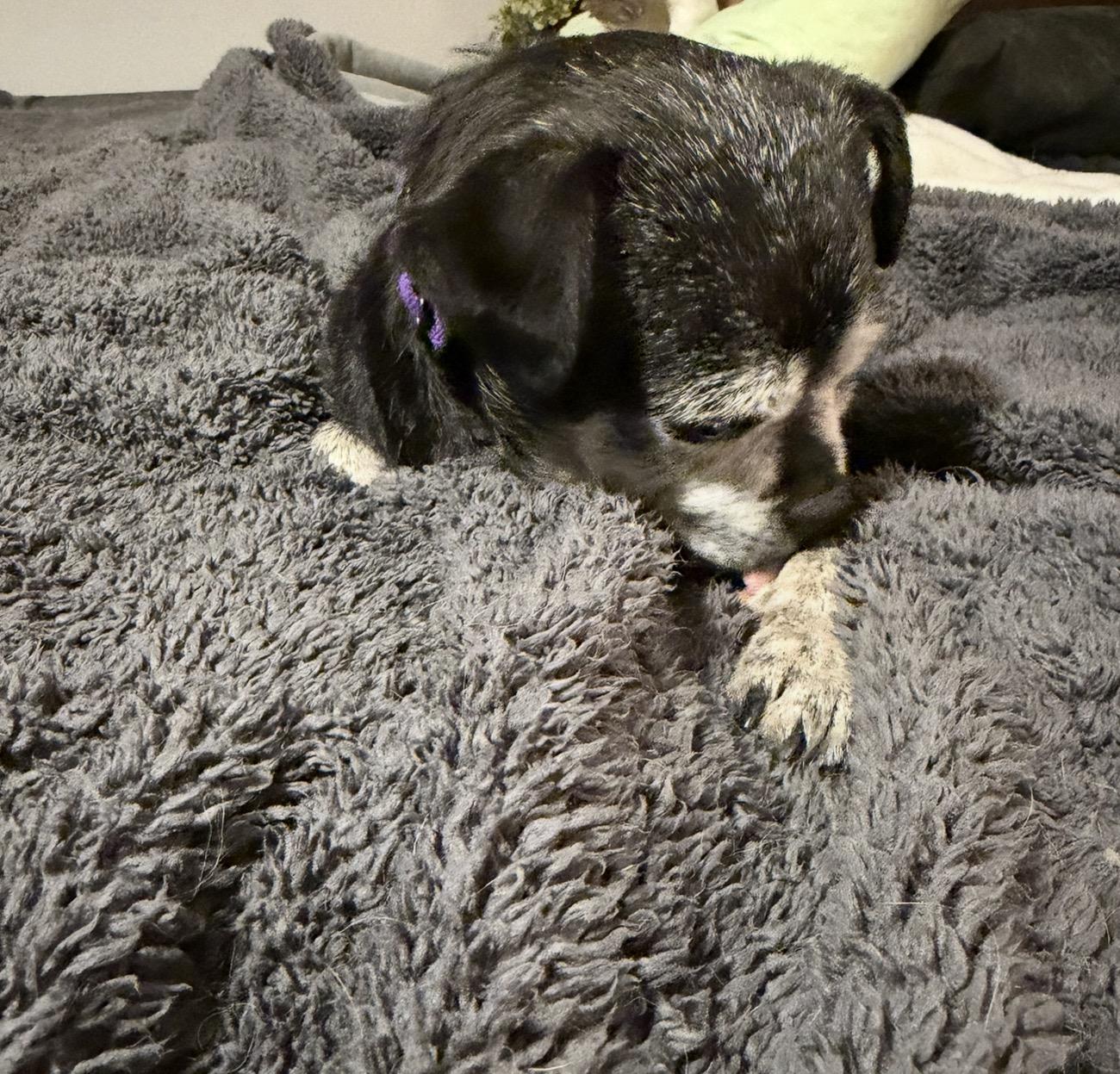 Enlarge Sadie, a Adopted mixed breed in East Lansing, MI image 5/5