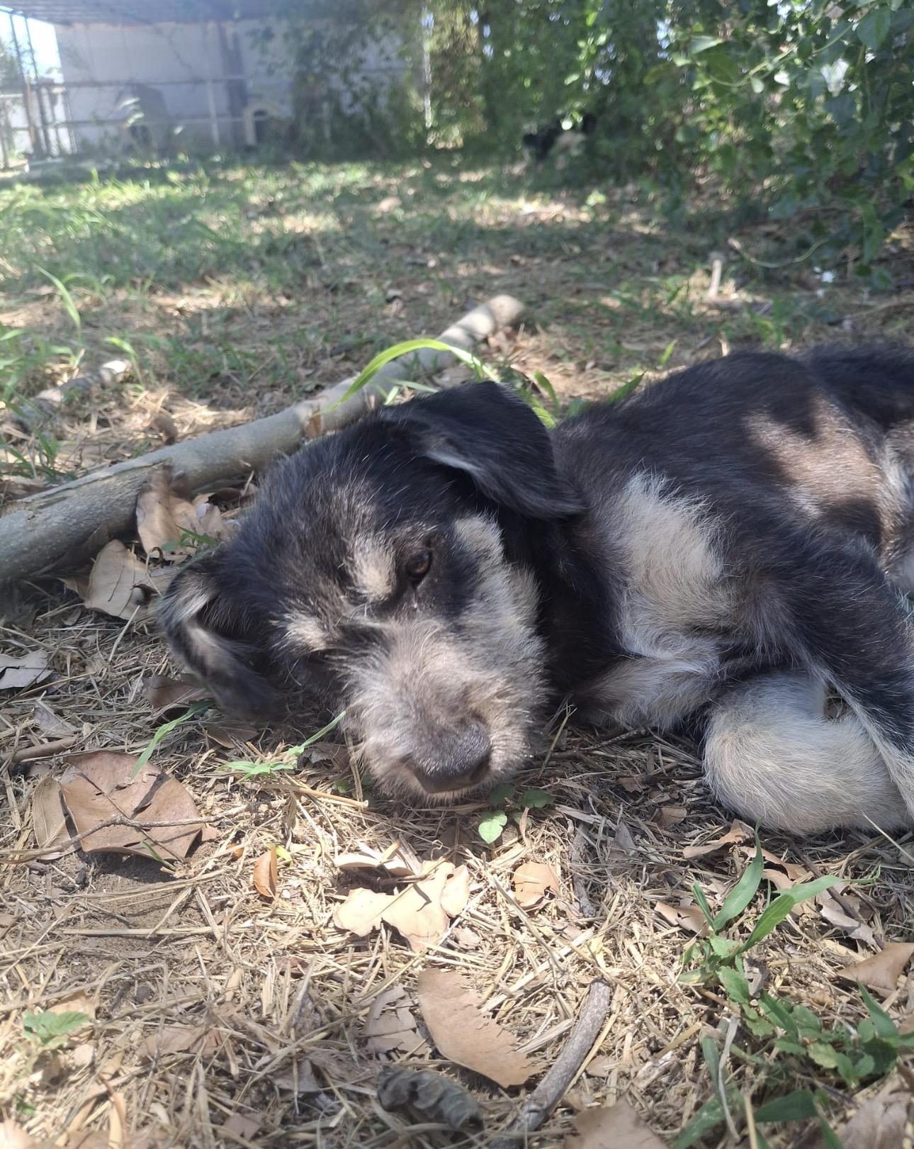 LAYLA - gentle & sweet, a Adoptable mixed breed in Tampa, FL image 3/5