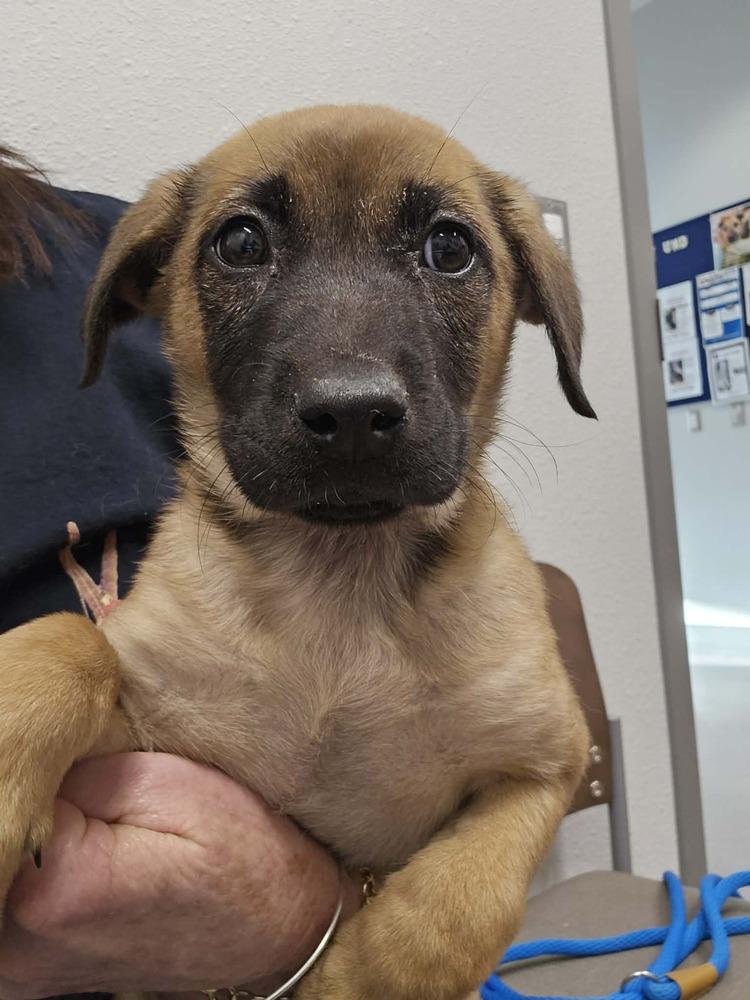 Enlarge Mary, a Adoptable mixed breed in Wolcott, CT image 1/6