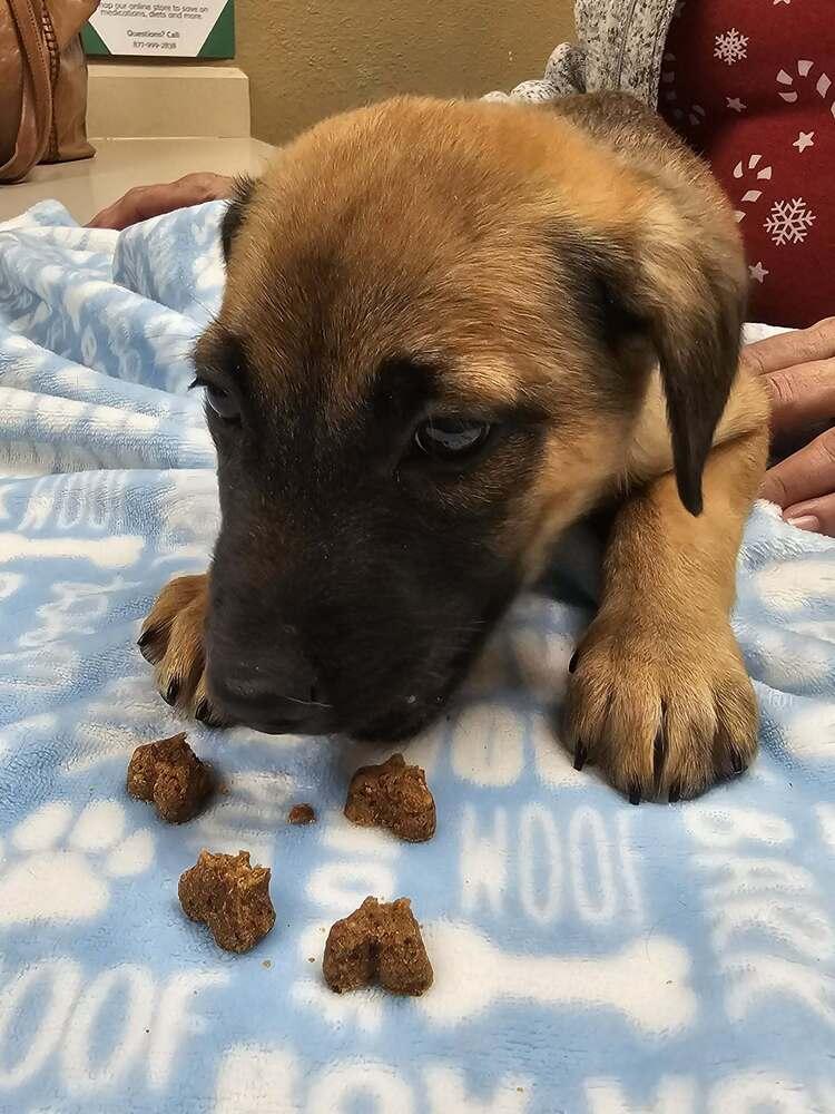 Enlarge Mary, a Adoptable mixed breed in Wolcott, CT image 2/6