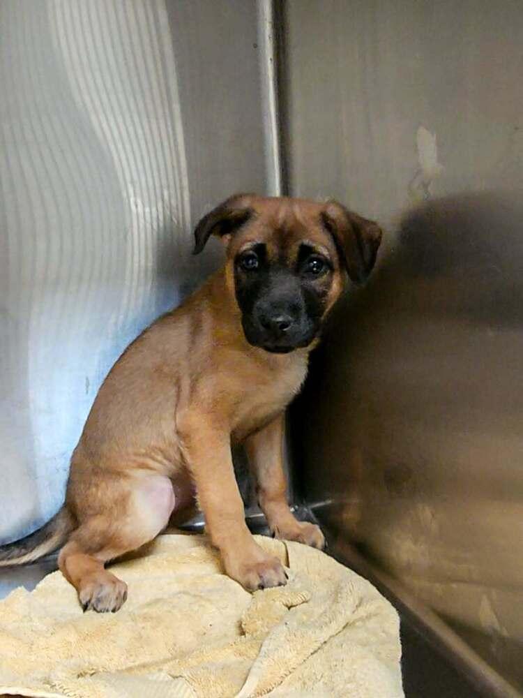 Enlarge Mary, a Adoptable mixed breed in Wolcott, CT image 3/6