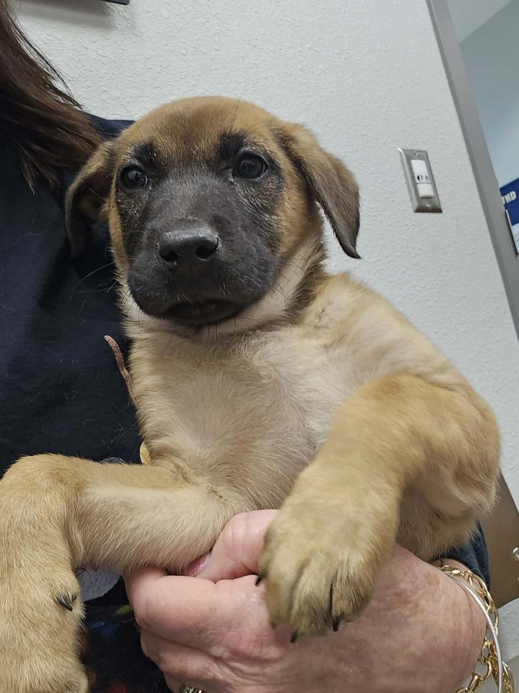 Enlarge Mary, a Adoptable mixed breed in Wolcott, CT image 4/6