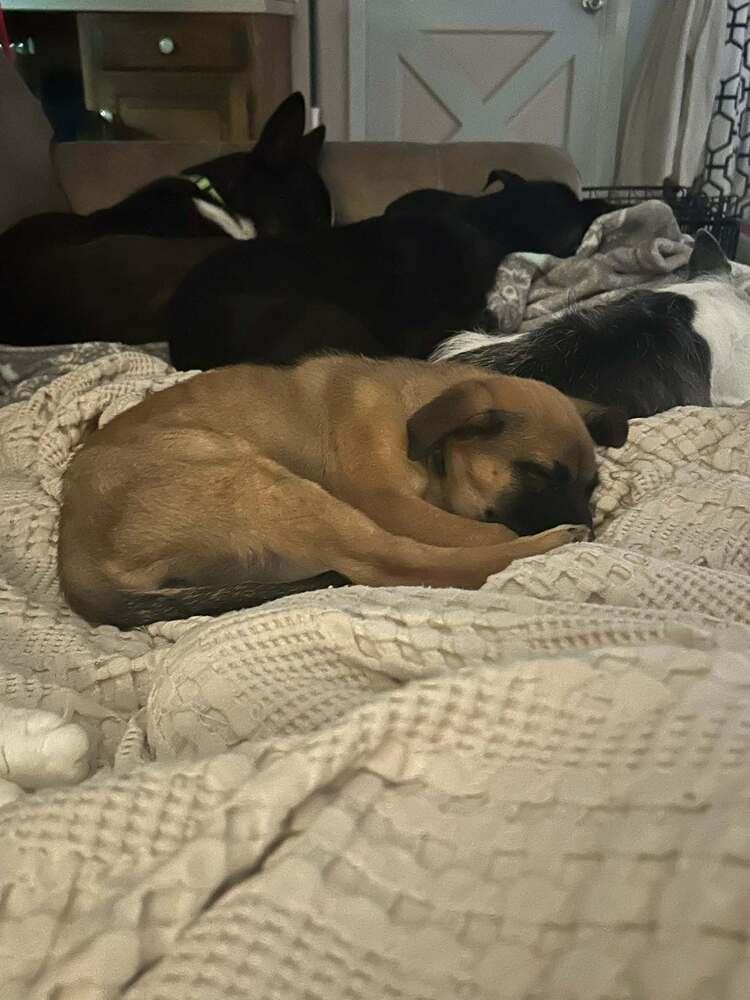 Enlarge Mary, a Adoptable mixed breed in Wolcott, CT image 5/6