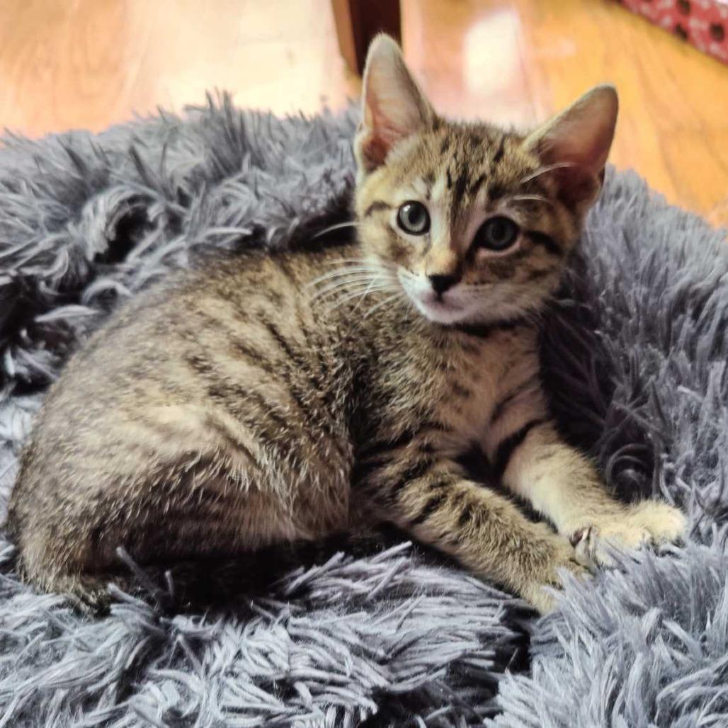 Trini, Adoptable, Young Female Domestic Short Hair.