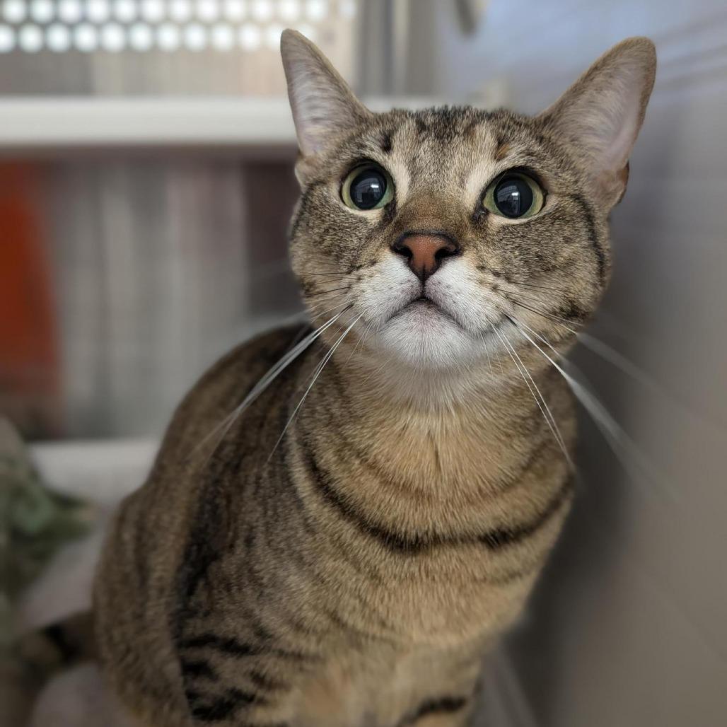 Trini, a Adoptable Domestic Short Hair in Houston, TX image 3/6