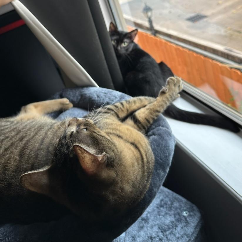 Trini, a Adoptable Domestic Short Hair in Houston, TX image 5/6