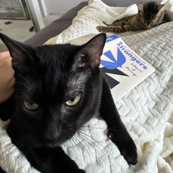 Trini, a Adoptable Domestic Short Hair in Houston, TX image 6/6