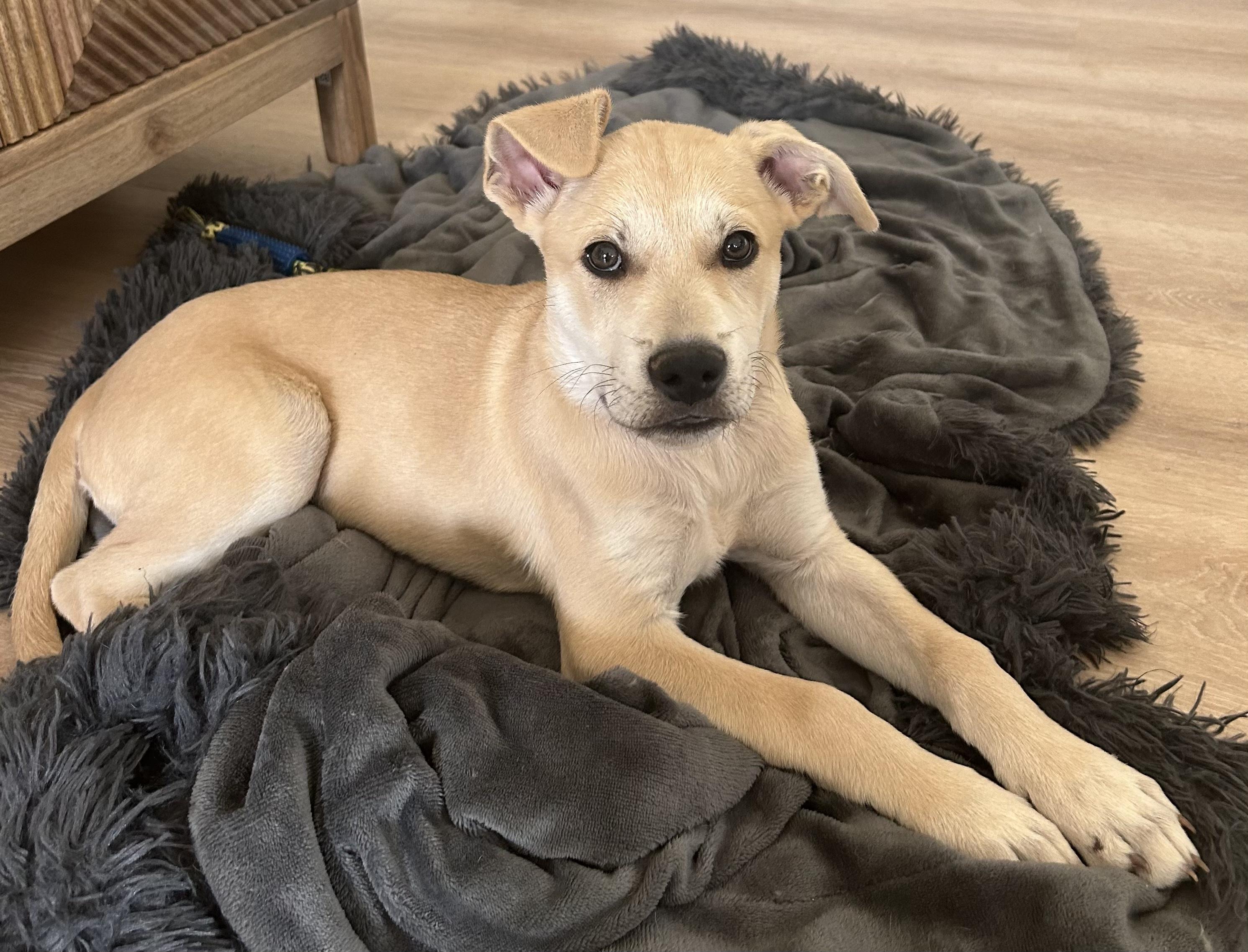 Enlarge Kodiak, a ADOPTABLE mixed breed in Roswell, GA image 3/4