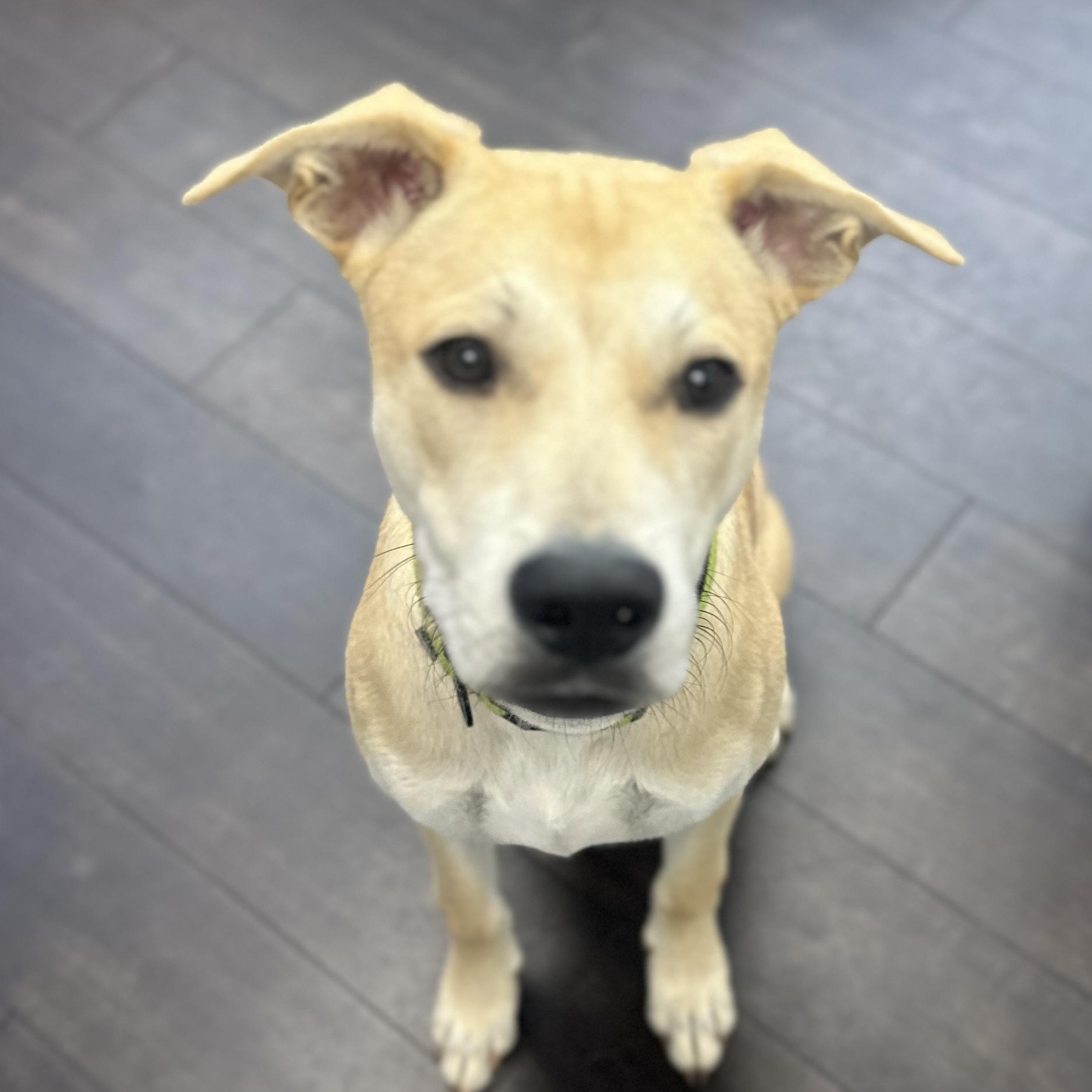 Enlarge Kodiak, a ADOPTABLE mixed breed in Roswell, GA image 1/4