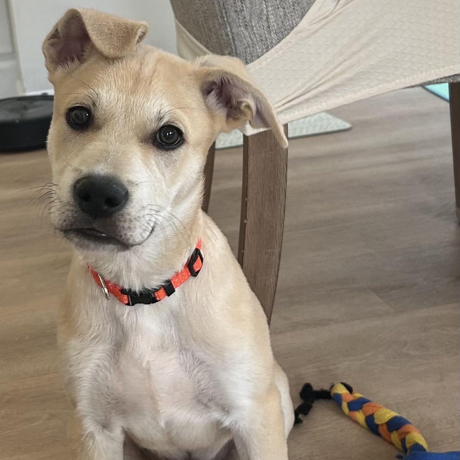 Enlarge Kodiak, a ADOPTABLE mixed breed in Roswell, GA image 2/4
