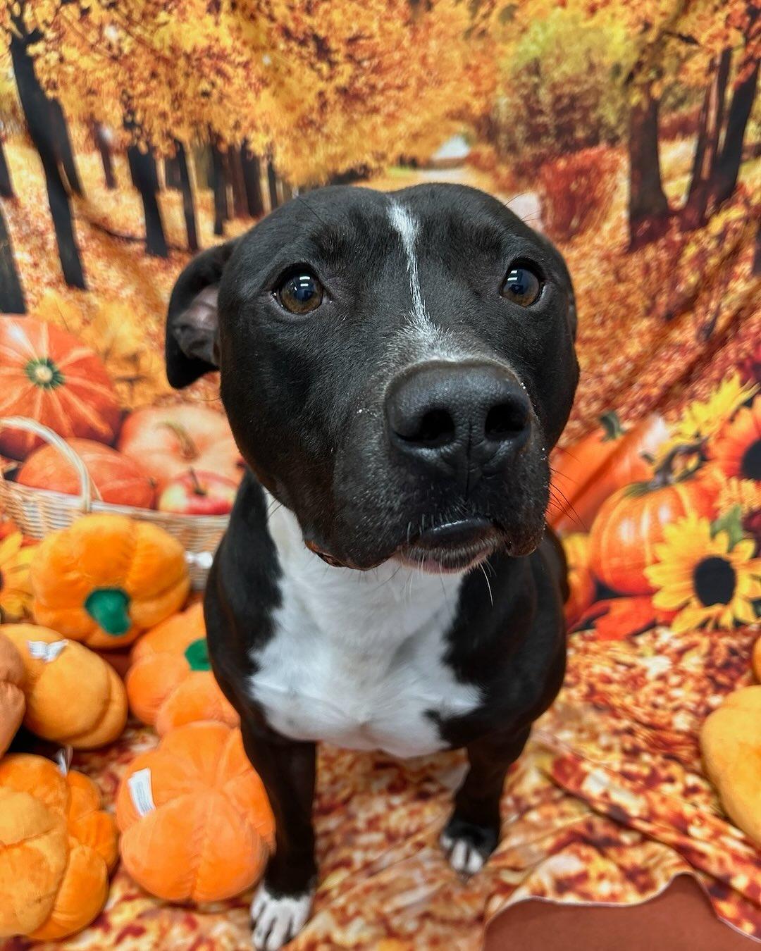 Enlarge Ace Tag #1576, an adopted mixed breed in Central Islip, NY image 1/2