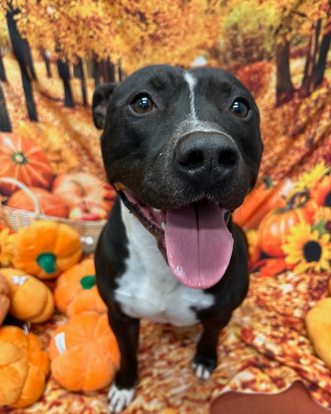 Enlarge Ace Tag #1576, an adopted mixed breed in Central Islip, NY image 2/2