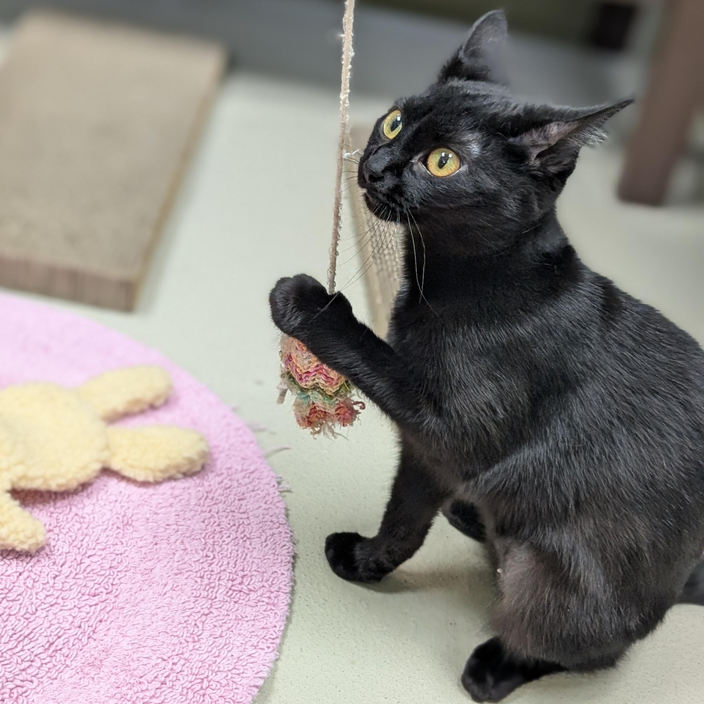 Enlarge Crayola, an adoptable Domestic Short Hair in Jefferson, WI image 3/6