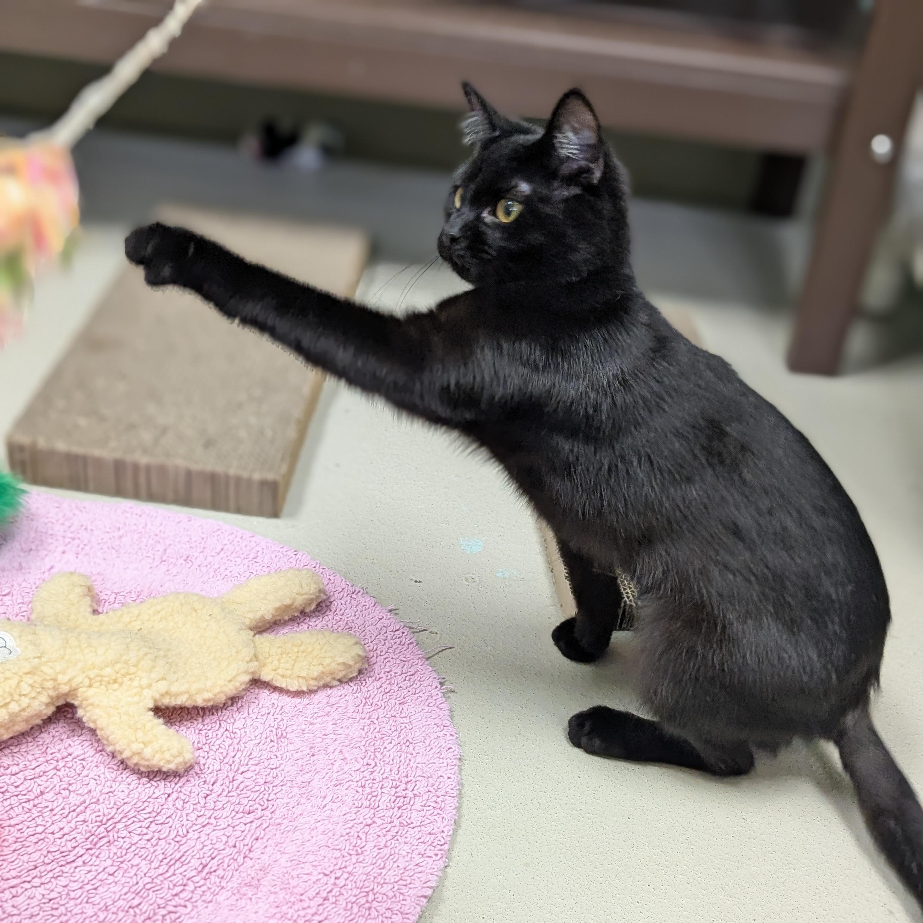 Enlarge Crayola, an adoptable Domestic Short Hair in Jefferson, WI image 5/6