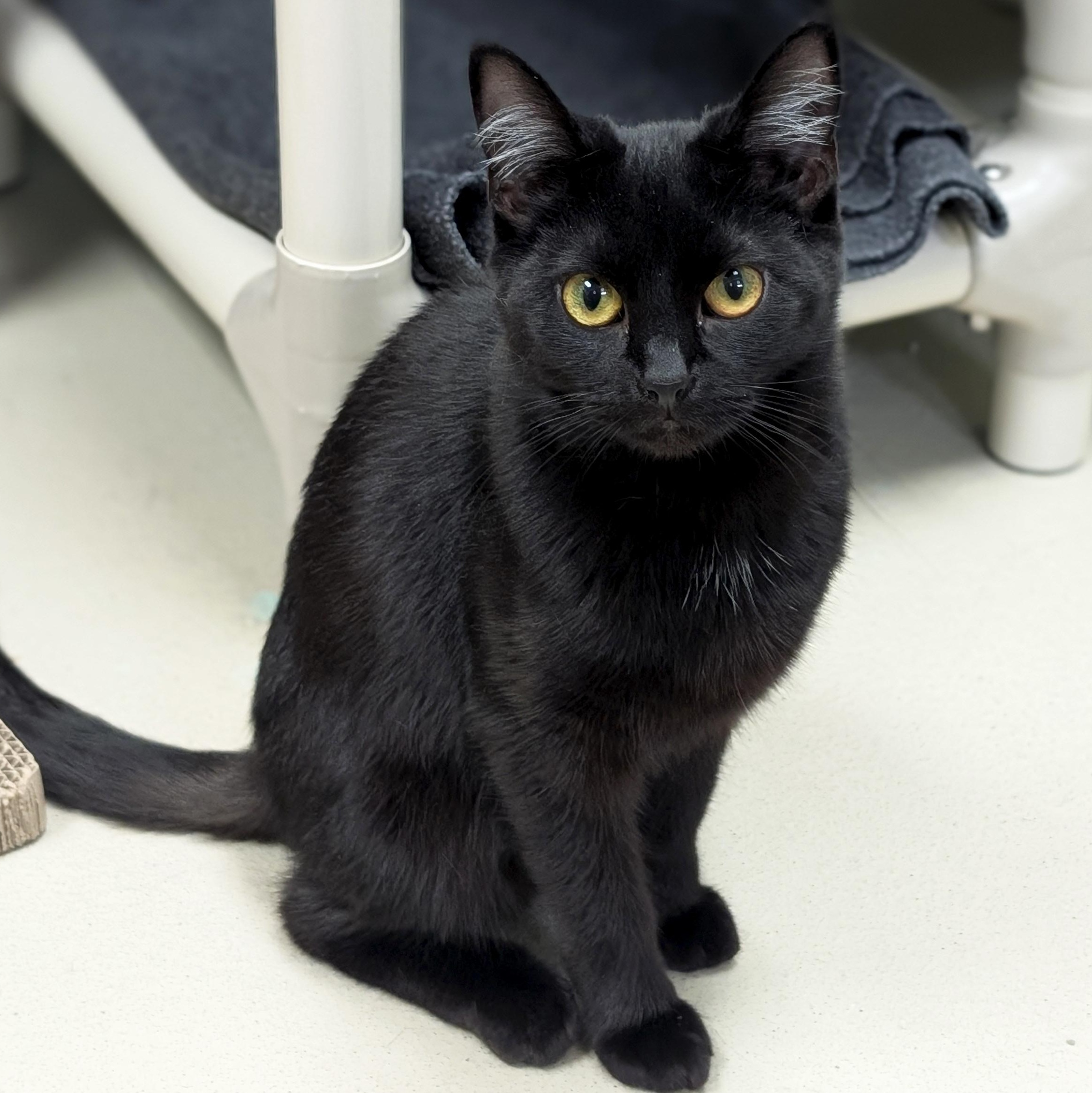 Enlarge Crayola, an adoptable Domestic Short Hair in Jefferson, WI image 4/6