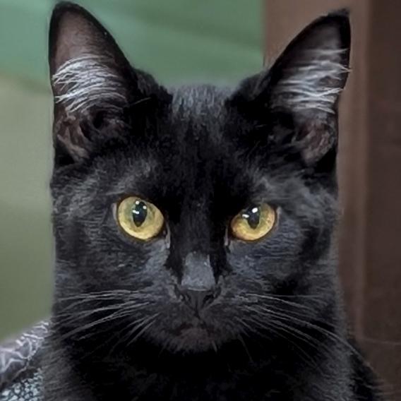 Crayola, adoptable, Young Female Domestic Short Hair.