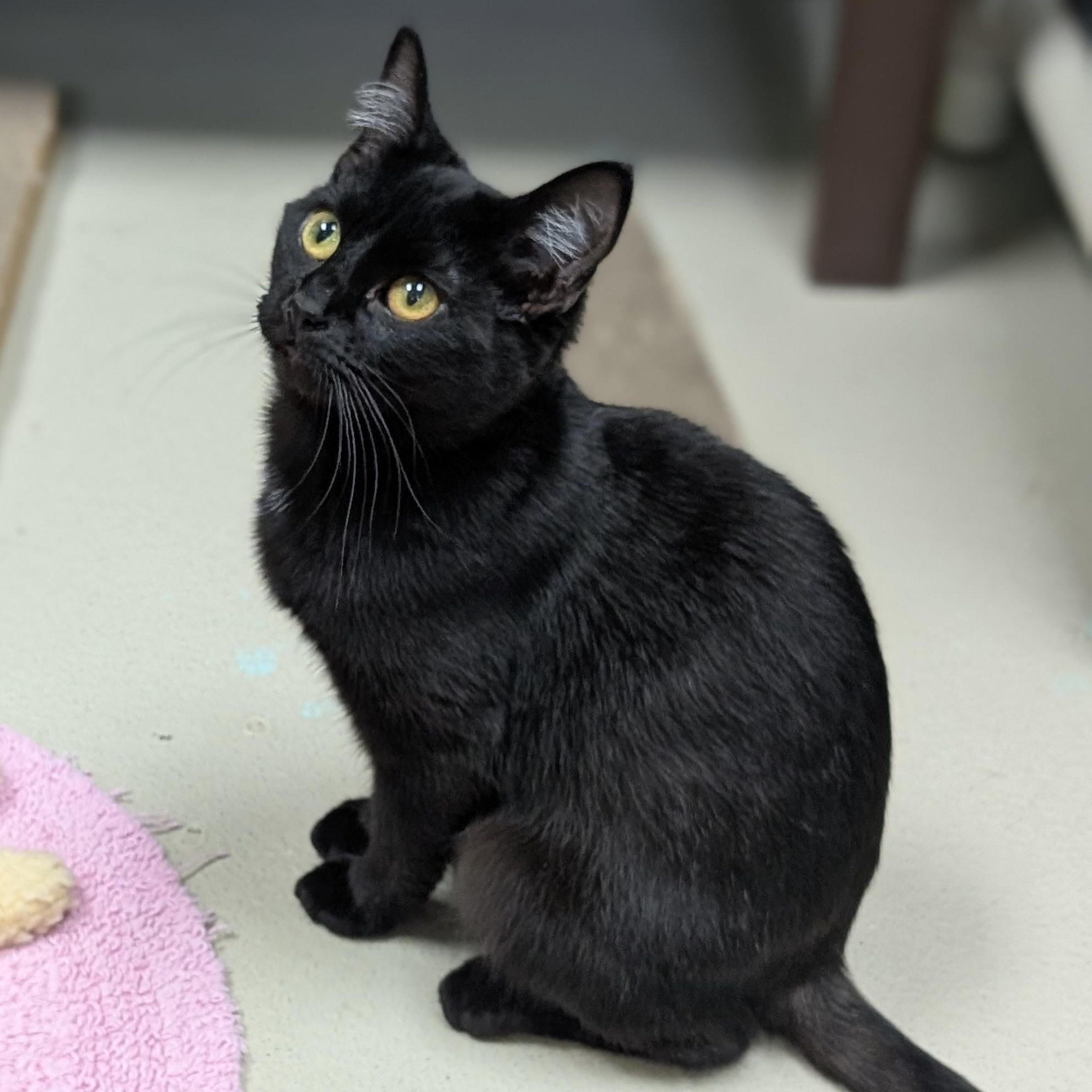 Enlarge Crayola, an adoptable Domestic Short Hair in Jefferson, WI image 6/6