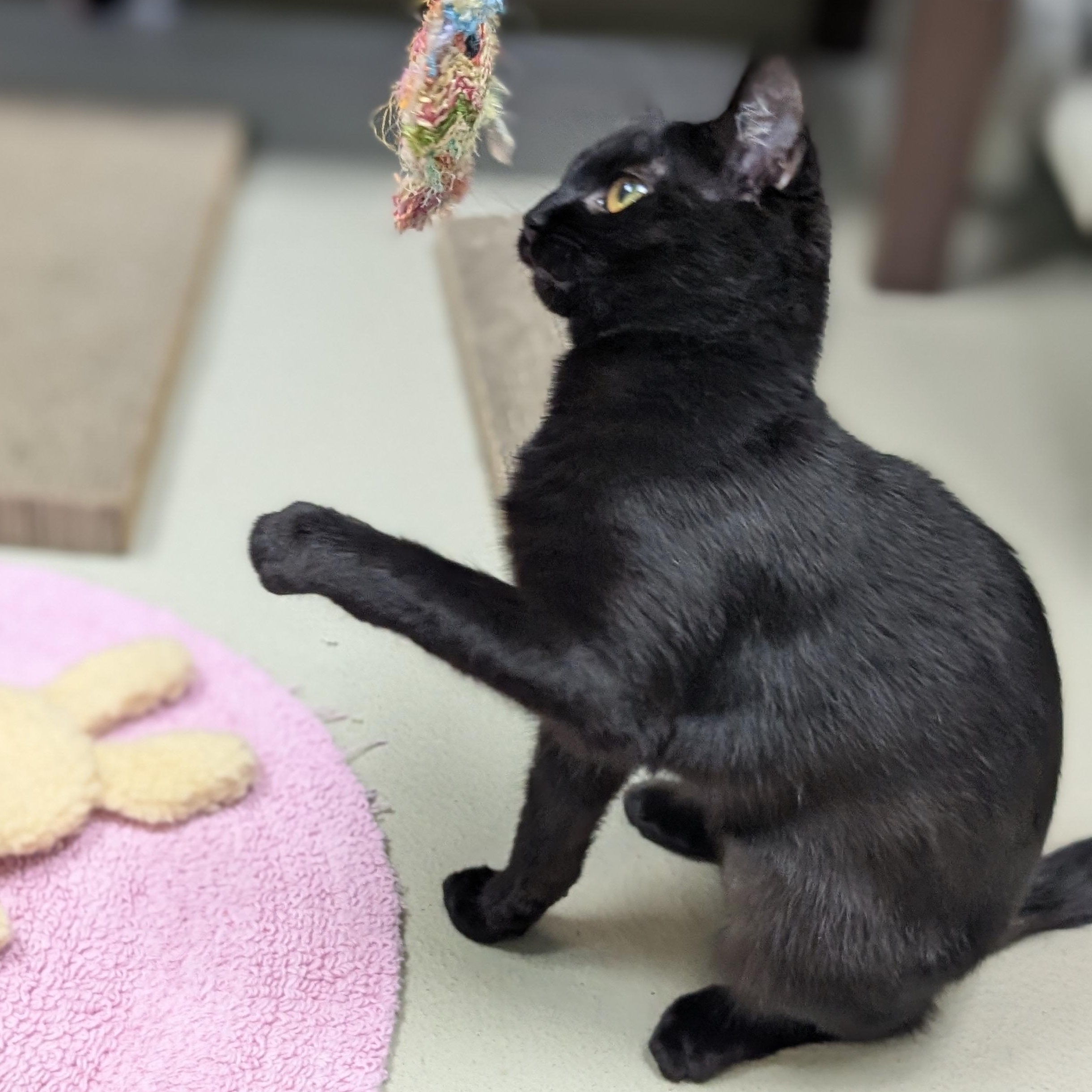 Enlarge Crayola, an adoptable Domestic Short Hair in Jefferson, WI image 2/6