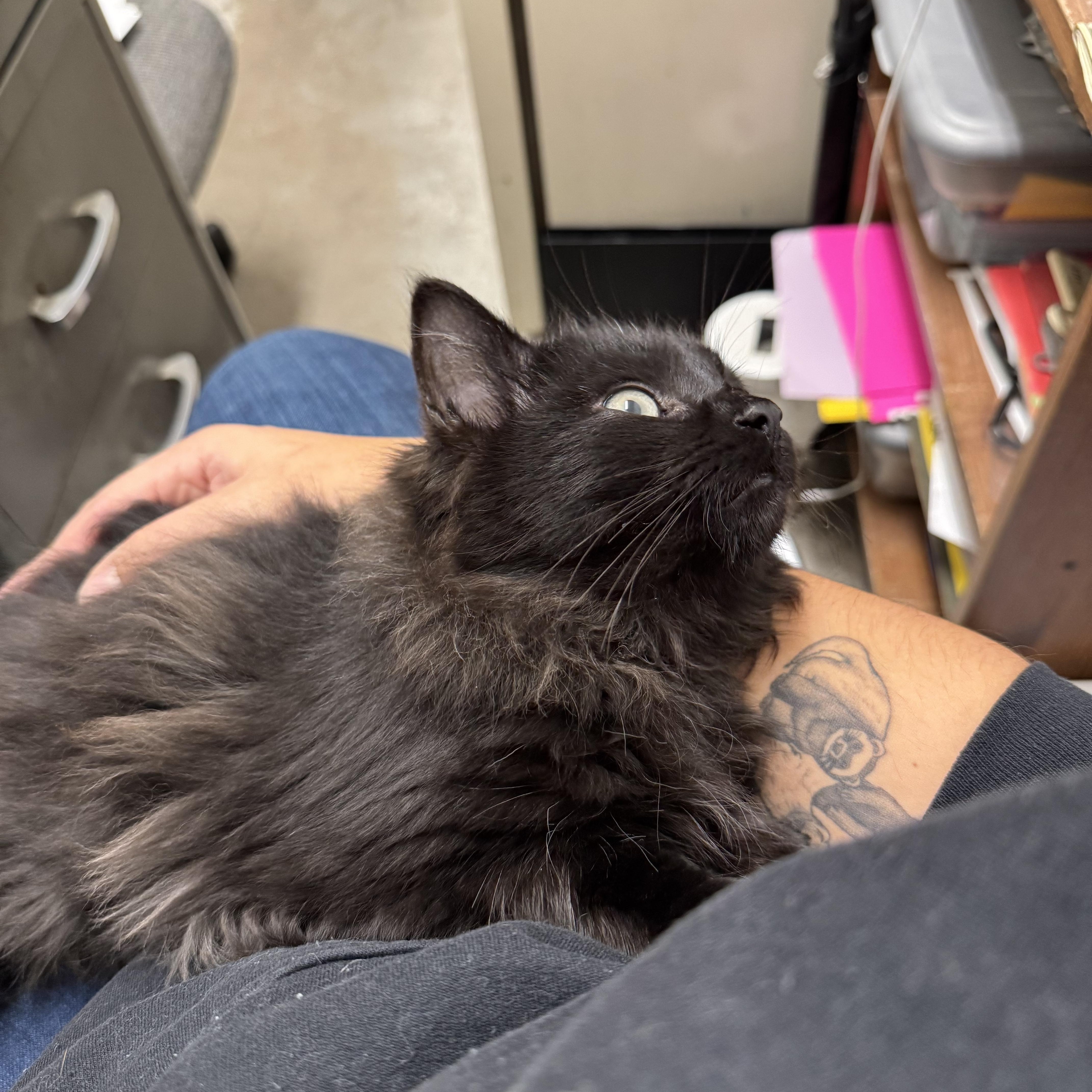 Enlarge Banshee, an adopted Domestic Long Hair in Athol, MA image 2/3