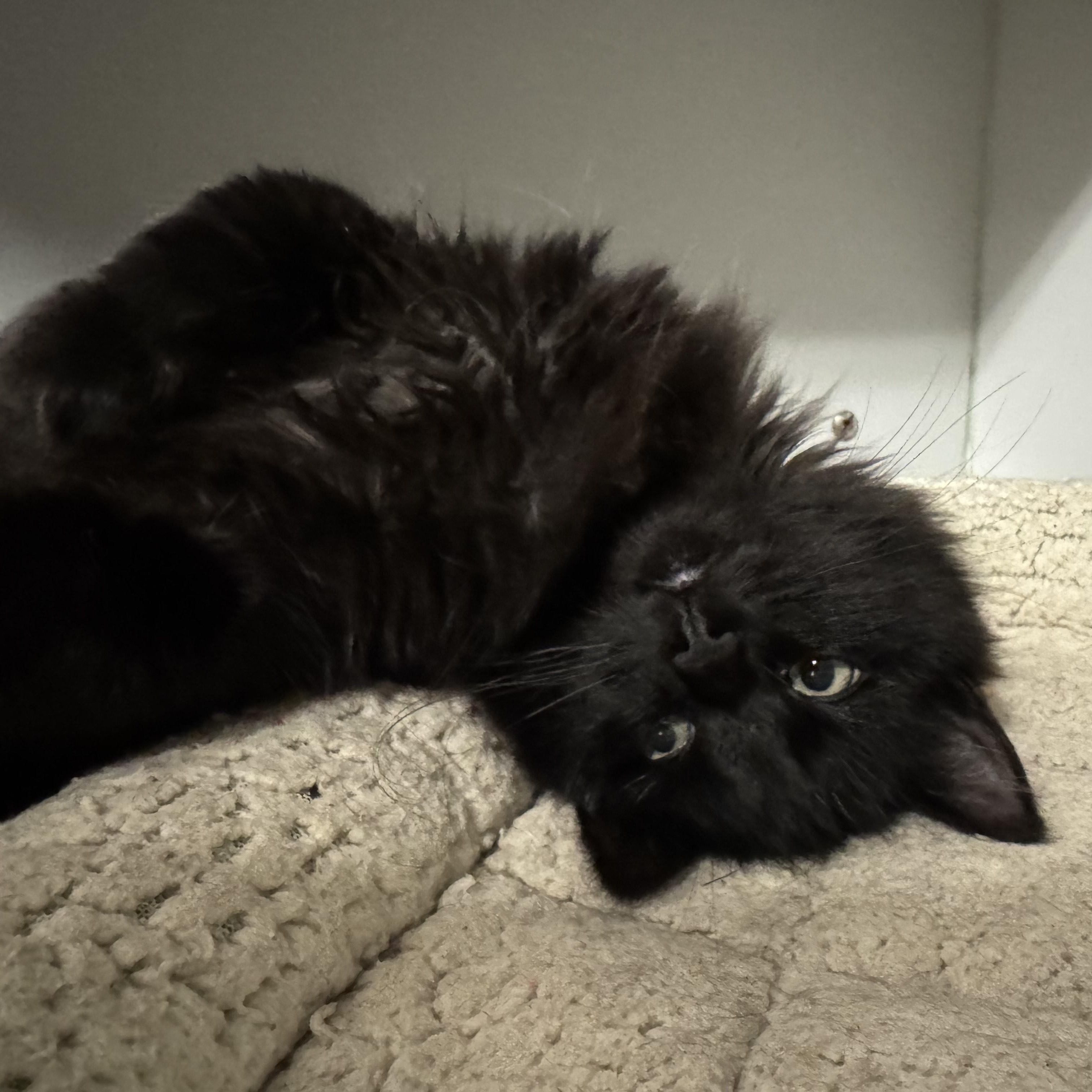 Enlarge Banshee, an adopted Domestic Long Hair in Athol, MA image 3/3