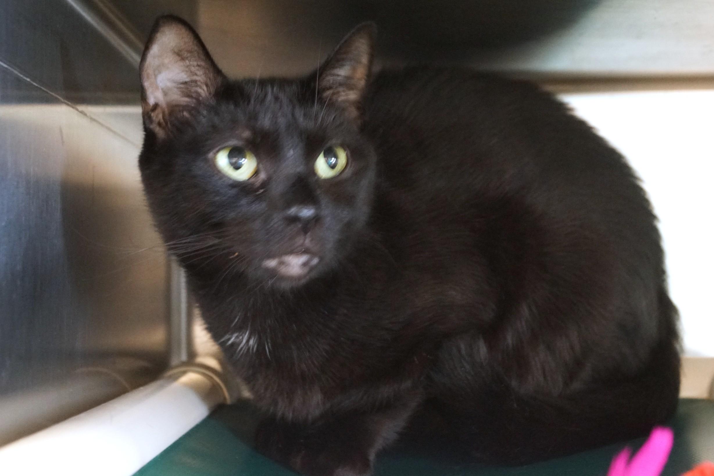 Enlarge Jingles, a Adopted Domestic Short Hair in New Milford, CT image 6/6