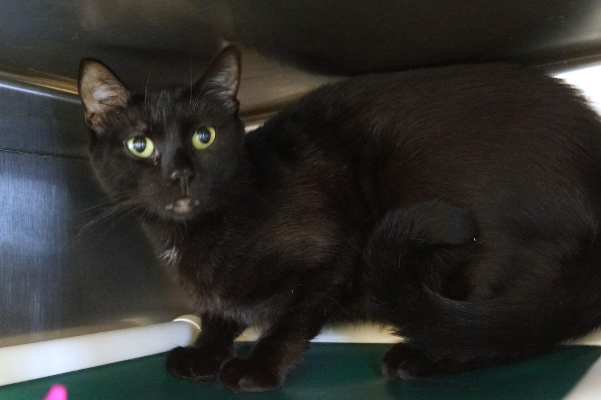 Enlarge Jingles, a Adopted Domestic Short Hair in New Milford, CT image 3/6