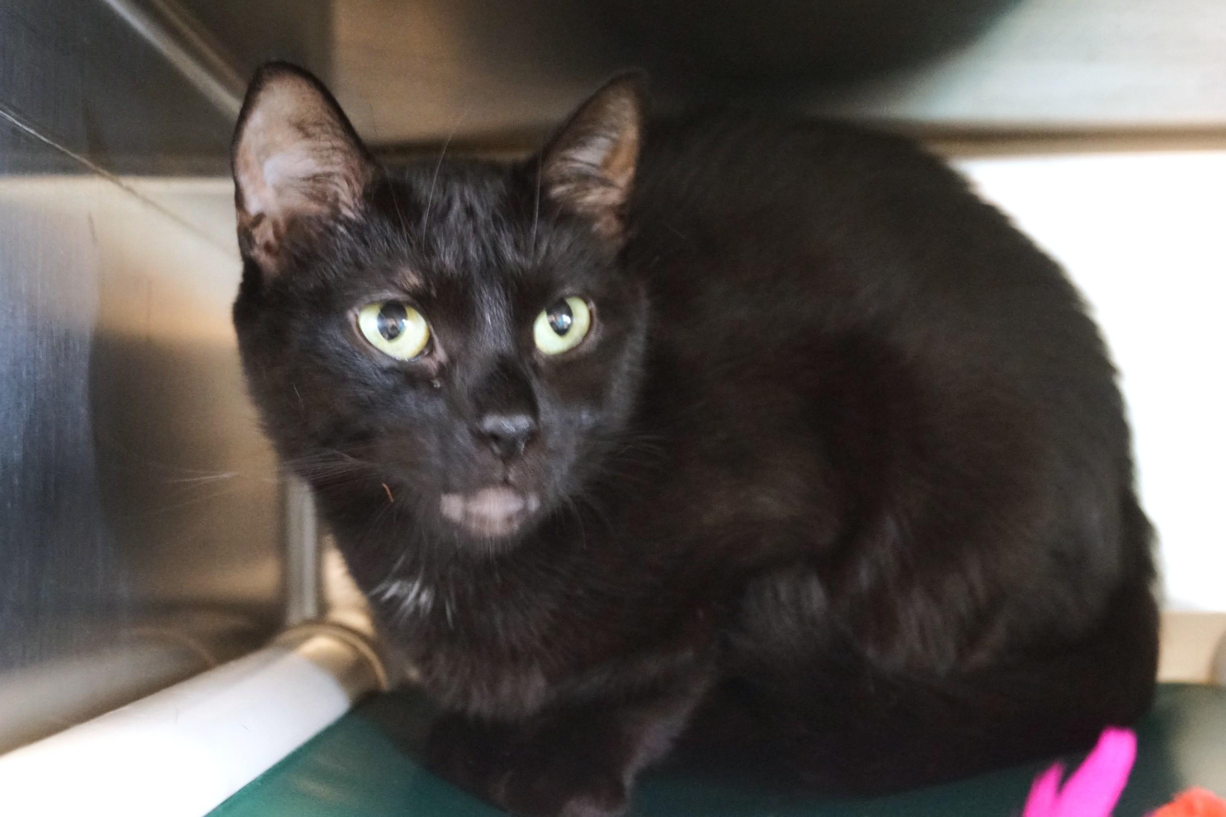 Enlarge Jingles, a Adopted Domestic Short Hair in New Milford, CT image 2/6