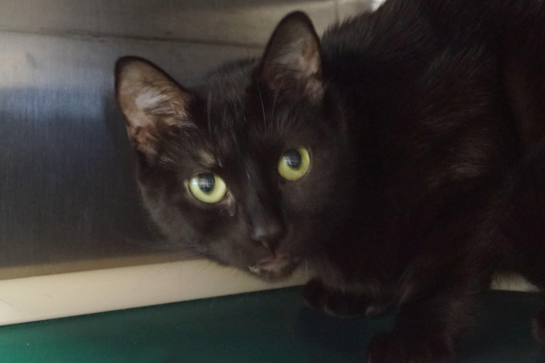 Enlarge Jingles, a Adopted Domestic Short Hair in New Milford, CT image 1/6