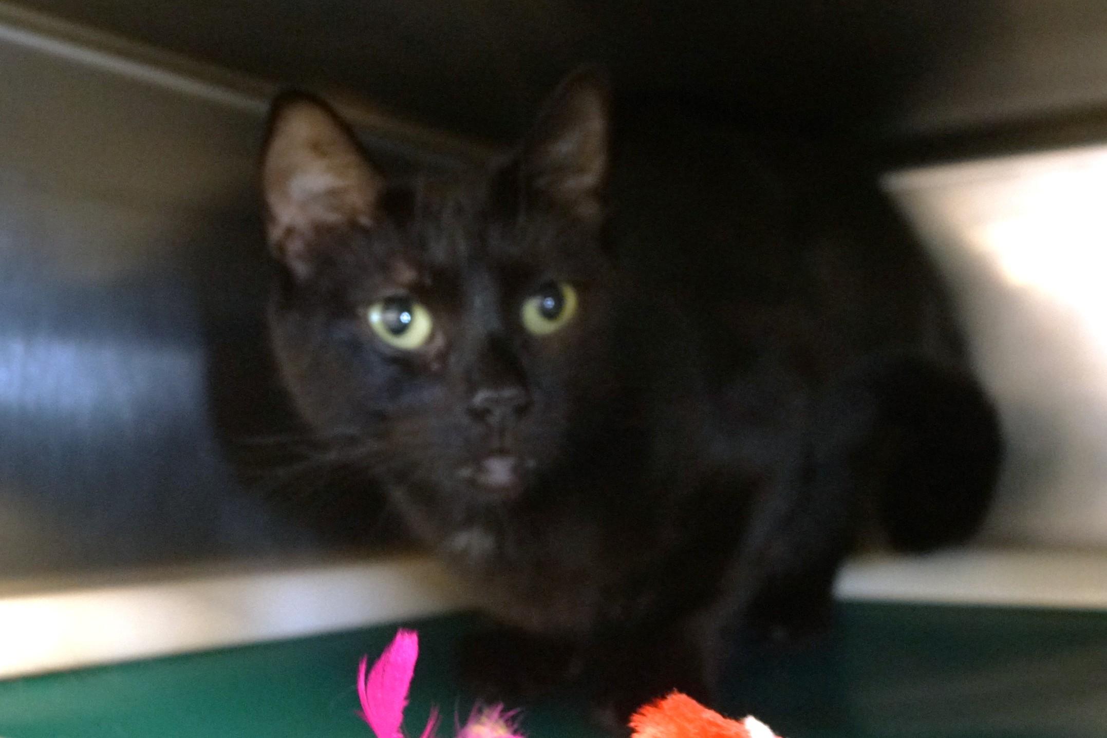 Enlarge Jingles, a Adopted Domestic Short Hair in New Milford, CT image 4/6