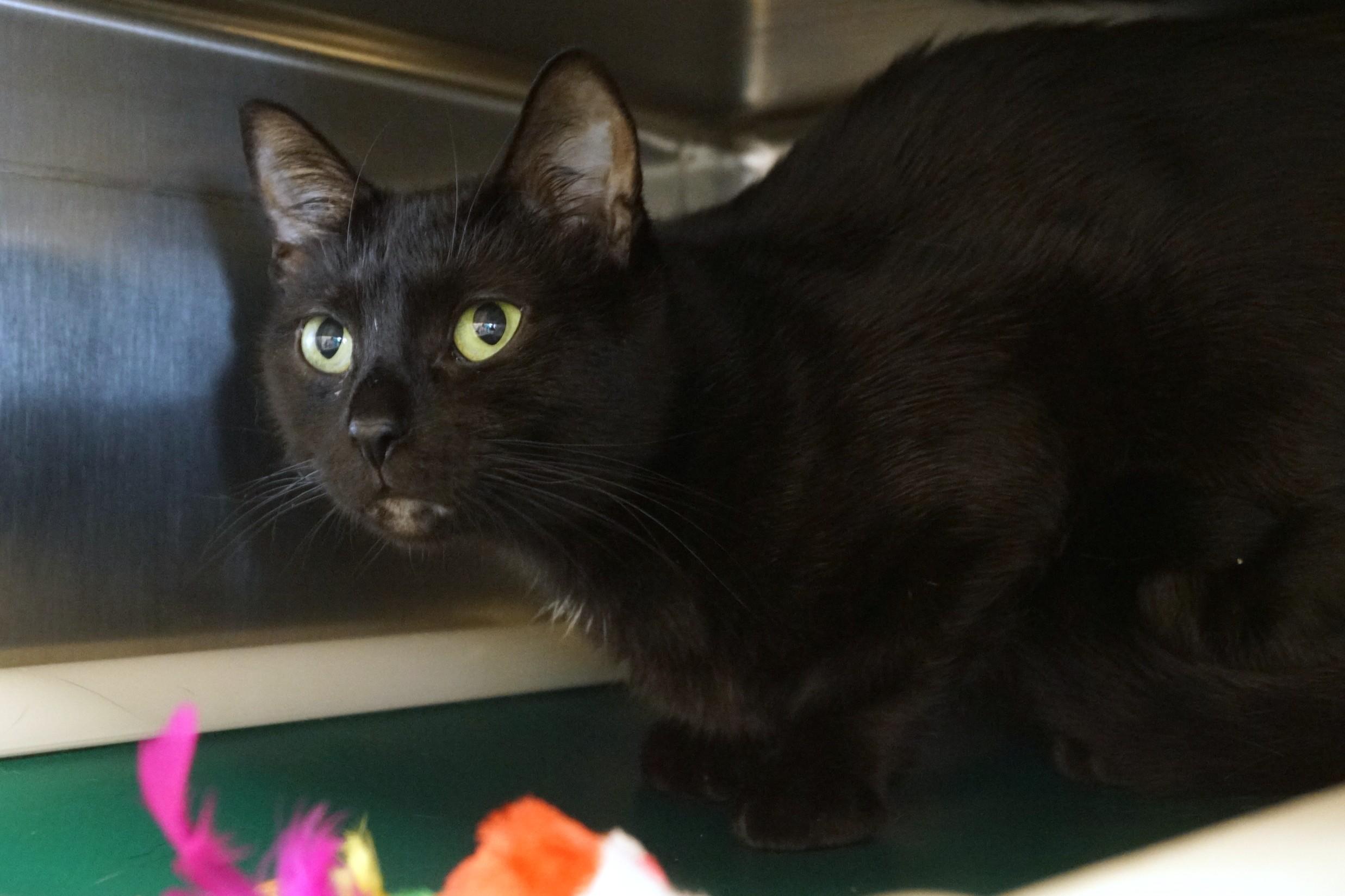 Enlarge Jingles, a Adopted Domestic Short Hair in New Milford, CT image 5/6