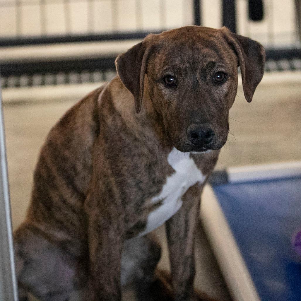 Enlarge Pluto (D25-104), a Adoptable Mixed Breed in Peyton, CO image 1/6