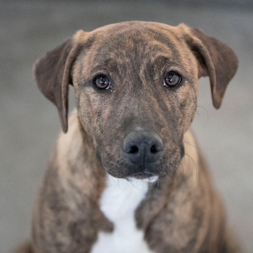 Enlarge Pluto (D25-104), a Adoptable Mixed Breed in Peyton, CO image 2/6
