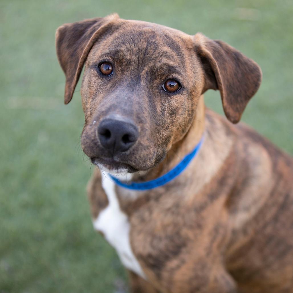 Enlarge Pluto (D25-104), a Adoptable Mixed Breed in Peyton, CO image 3/6