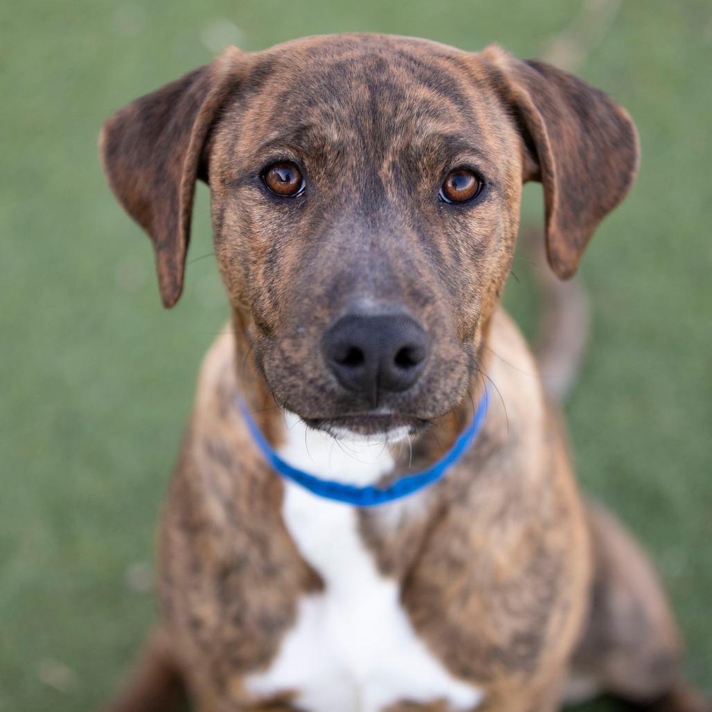 Enlarge Pluto (D25-104), a Adoptable Mixed Breed in Peyton, CO image 4/6