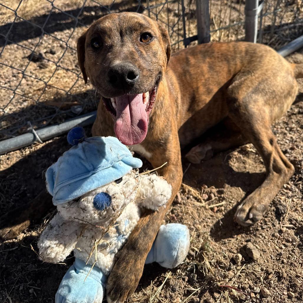 Enlarge Pluto (D25-104), a Adoptable Mixed Breed in Peyton, CO image 6/6