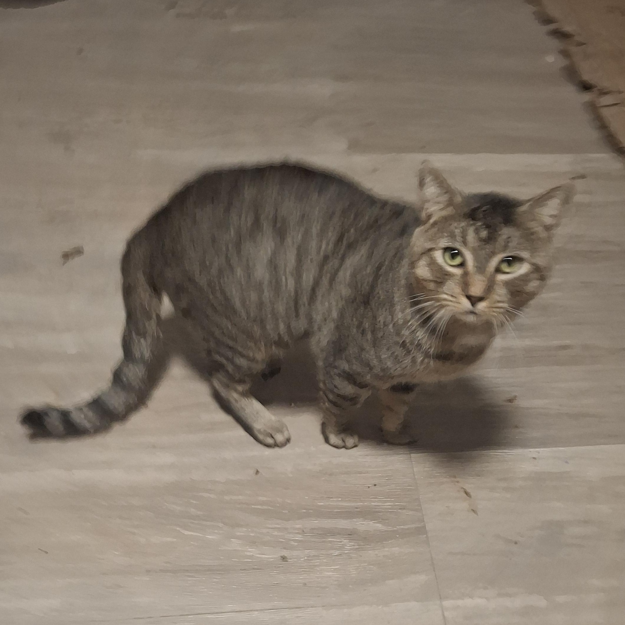 Percy, a Adoptable Tabby in Lawrenceville, GA image 2/3